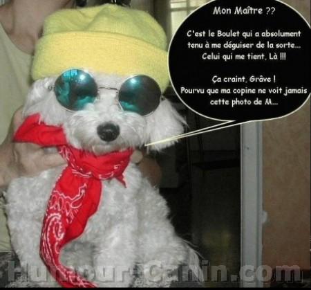 Caniche